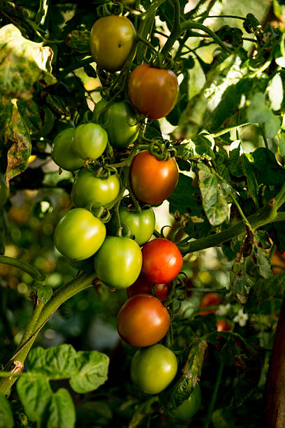istock Smart farming techniques hydroponic salad vegetables technology tomato red green ensuring fresh sustainable produce agriculture promotes healthy eating support farmer living local community non gmo 2208602458