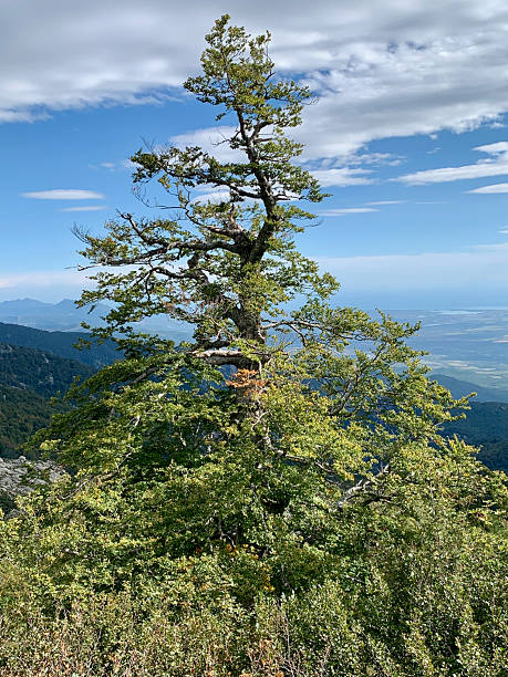 istock Forest in Southern Corsica 2208605029