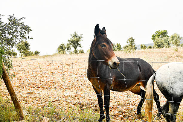 A horse standing on the ground in a large fenced pasture, stares at another white horse that has passed by him