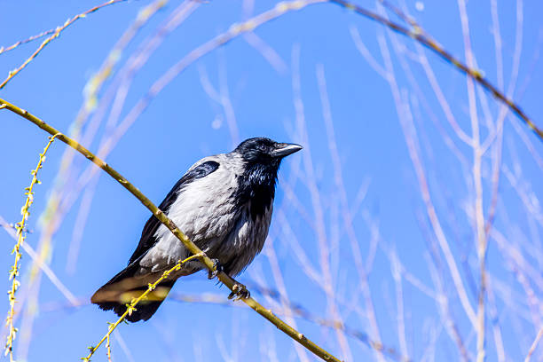 Hooded crow, Corvus cornix, also known as hooded sweatshirt or grey crow, sits on a branch against a blue sky background