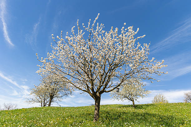 Flowering pear trees on a green spring meadow with dandelions, with Lake Constance visible on the horizon, Arbon, Canton of Thurgau, Switzerland