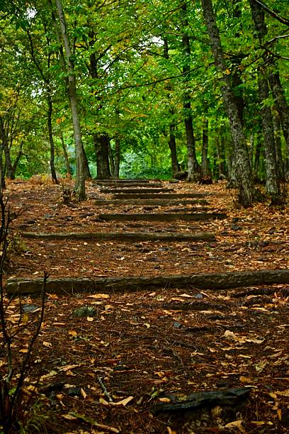 istock The Chestnut grove of Tiemblo 2208608937