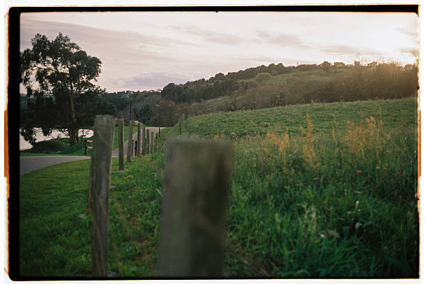A film image of a green grass field