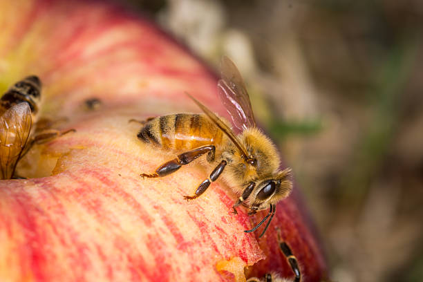 istock Close up of  honey bee eating a fallen apple 2208609973