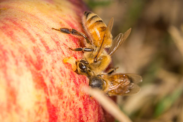 istock Close up of  honey bee eating a fallen apple 2208609999