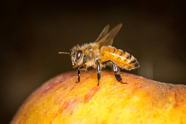 istock Close up of  honey bee eating a fallen apple 2208610224