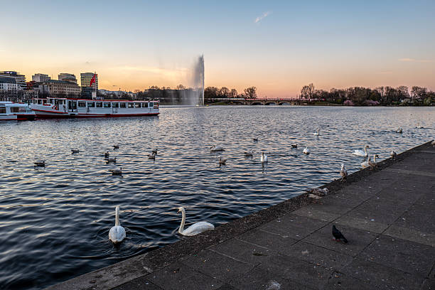 Hamburg, Germany. April 5th, 2025: A peaceful scene on the water, with swans swimming near the shore while a boat cruises past. The sun is setting, casting a golden hue over the lake. In the background, the fountain creates a misty spray, and a bridge spans the water. A variety of birds, including ducks and a pigeon, are scattered along the waterfront, creating a serene atmosphere in this picturesque part of Hamburg.
