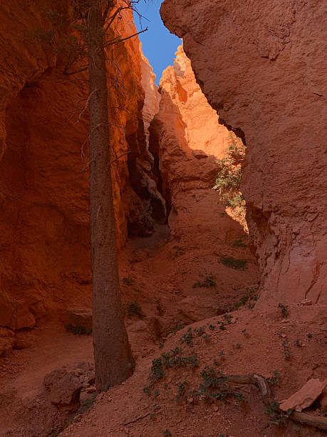 istock Bryce Canyon, Utah, USA 2208612319