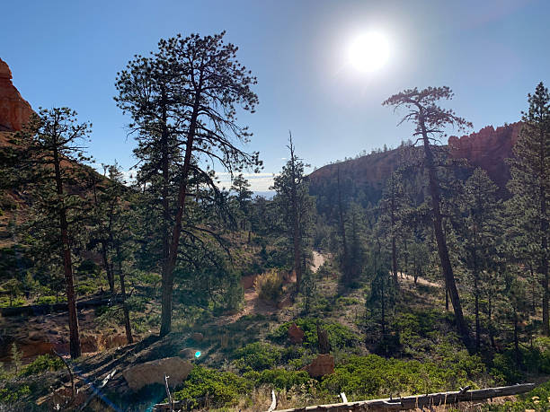 istock Hiking in the forest at Bryce Canyon 2208612799
