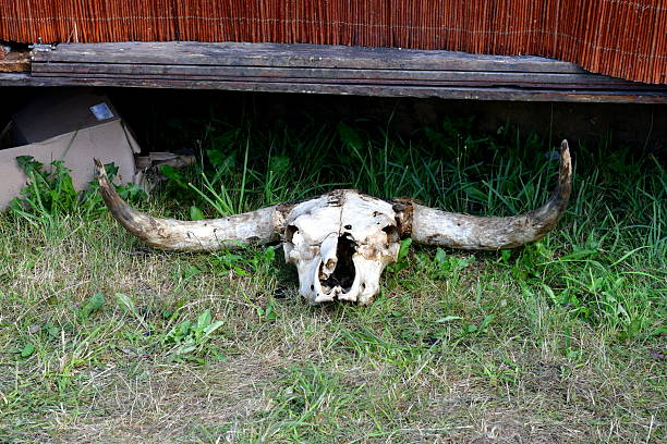 Animal skulls background. Animal bone and head, scary skeletons, hunting trophy