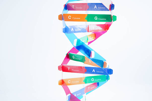 istock DNA molecule spiral structure model isolated on white background, chromosome and gene chemical science biology. 2208614935