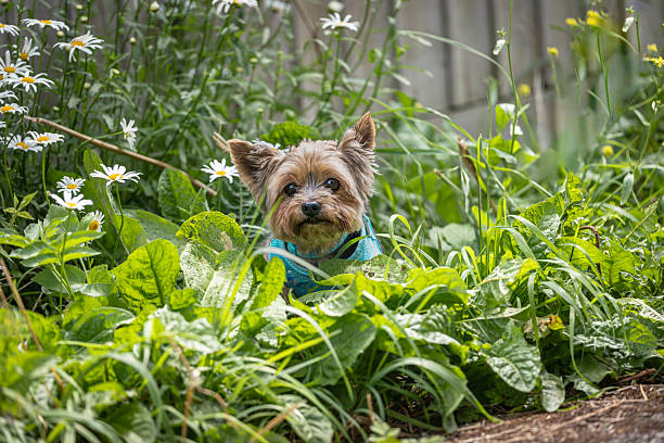 Yorkshire terrier in outdoor  setting, The Yorkshire Terrier, also known as a Yorkie, is a British breed of toy dog of terrier type. It is among the smallest of the terriers and indeed of all dog breeds, with a weight of no more than 3.2 kg (7 lb)