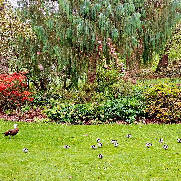A tranquil garden scene beautifully landscaped Blooming colorful tulips flowerbed in public park of Keukenhof, Lisse, Holland, Netherlands, featuring vibrant red and purple tulips in full bloom along a gently curving pond. Lush green grass and an overhanging tree create a peaceful, picturesque setting, enhanced by the reflection of sunlight on the water. This iconic Dutch landscape captures the beauty of spring and the rich floral heritage of the Netherlands