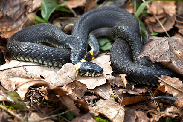 istock Grass snake lies on old foliage. Close up 2208621243
