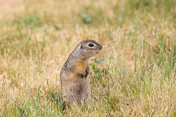 istock Speckled ground squirrel animal standing in the grass eating something 2208621289