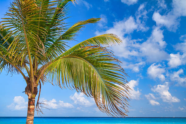 Coconut palms against a sunny sky in Mexico
