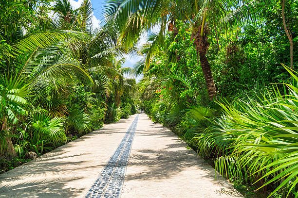 Tropical jungle trail in Mexico