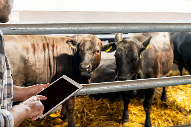 istock Cow barn with farmer using digital device for livestock monitoring 2208623441