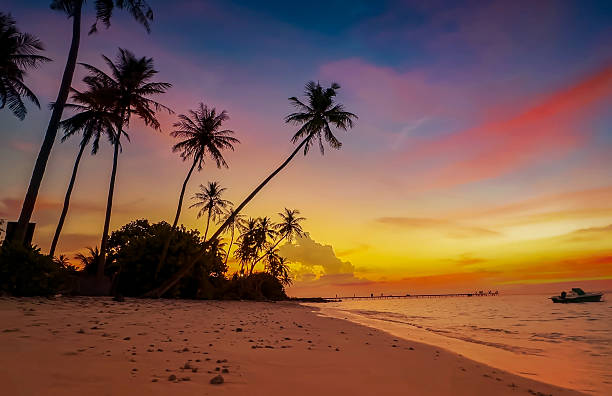 istock Summer with evening scene  as palm trees in summer on the beach 2208623865