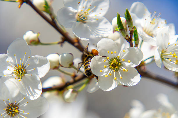Flying bee near white flowers on a cherry tree