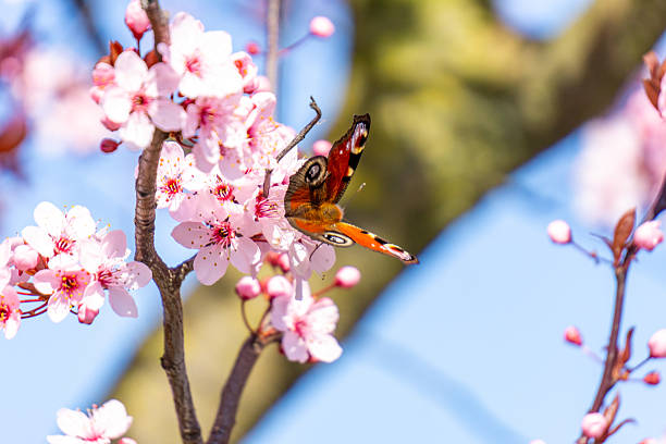 gossamer-winged butterfly, A butterfly is gathering honey