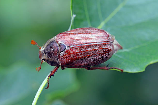 istock Common cockchafer, May bug, Melolontha melolontha, on leaf in garden. 2208624289