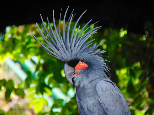 Great Black Cockatoo Bird
