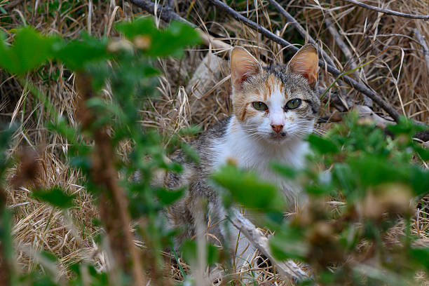 In a serene landscape bathed in warm sunlight, a curious cat observes intently from the foliage.