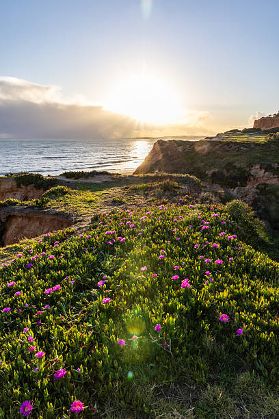 istock Cliffs on the Atlantic Ocean with purple flowers - Carpobrotus acinaciformis. Red cliffs on Praia da Falésia beach, Algarve, Portugal 2208626779