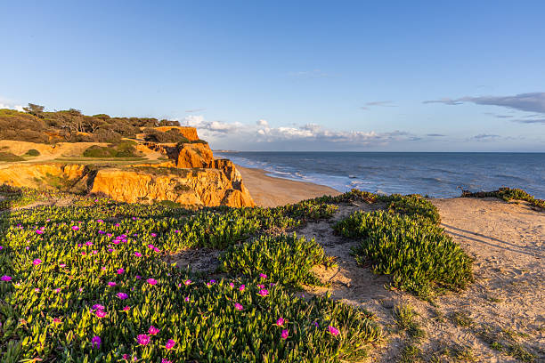 istock Cliffs on the Atlantic Ocean with purple flowers - Carpobrotus acinaciformis. Red cliffs on Praia da Falésia beach, Algarve, Portugal 2208626940
