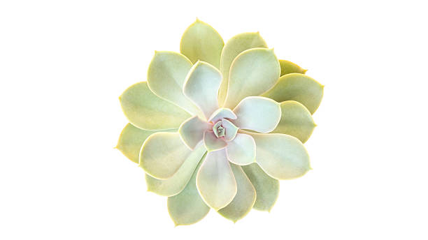 istock Green succulent cactus on a white background. 2208627497
