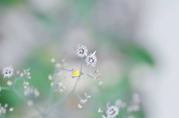 Asiatic Hawksbeard, Dandelion or  Oriental False Hawksbeard or Rock dandelion or Senecio sylvaticus or Taraxacum laevigatum or Taraxacum officinale or Youngia japonica or yellow flower or grass flower