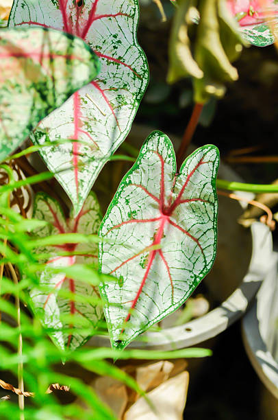 istock Caladium, Caladium Bicolor Vent or Caladium bicolor or bicolor leaf 2208628679