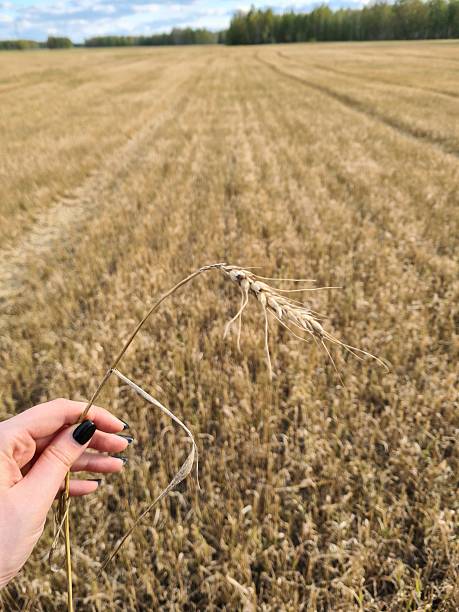 istock Holding a Wheat Stalk in a Field 2208628788