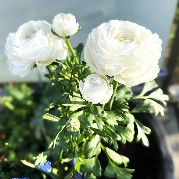 White ranunculus. Beautiful bouquet of spring flowers in a vase on the table. Lovely bunch of flowers.Pastel tonality.