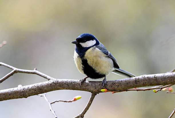 istock Beautiful nature scene with Great tit (Parus major) 2208631525