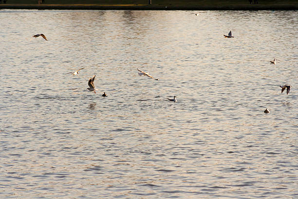 A serene moment captured as birds gracefully soar and float over tranquil waters, creating a peaceful atmosphere ideal for nature lovers.