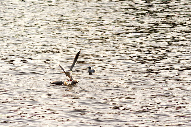 istock Ducks swimming on shimmering water, one bird gracefully taking flight. A tranquil yet dynamic scene highlighting nature's beauty. 2208633085