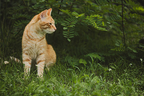 istock Cute young tabby cat playing in a garden 2208634945