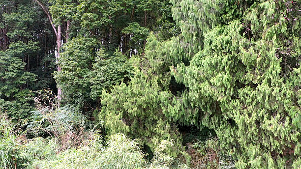 istock The Hundred Year Old Cedar King,China fir,Cedar Tree,Cedar Forest,China,Asia. 2208637468