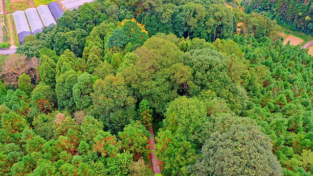 istock The Hundred Year Old Cedar King,China fir,Cedar Tree,Cedar Forest,China,Asia. 2208637491