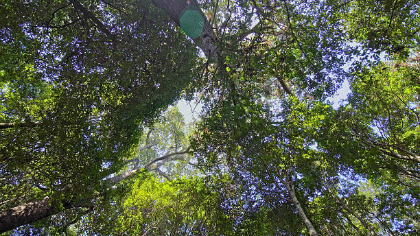 istock The Hundred Year Old Cedar King,China fir,Cedar Tree,Cedar Forest,China,Asia. 2208637611