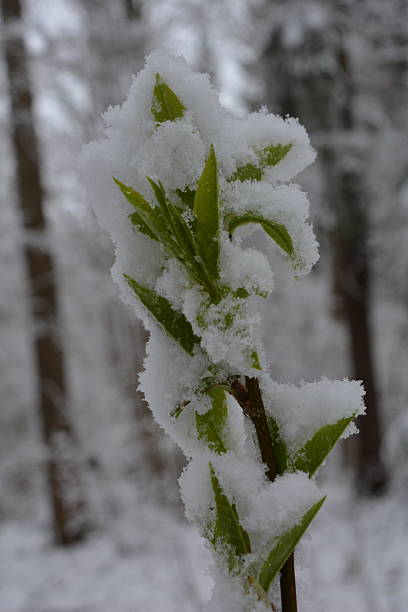 Branch of a bush with spring first green leaves under snow.