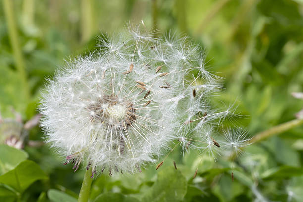 istock Dandelion with flying seeds on a green field, macro view. 2208643441