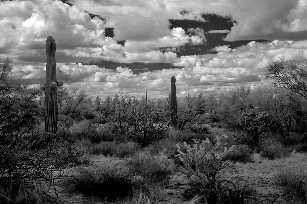 istock Sonora Desert Arizona in Infrared 2208643672