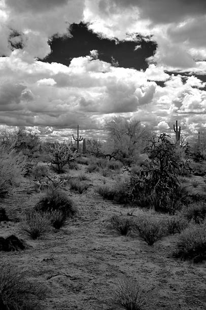 istock Sonora Desert Arizona in Infrared 2208643678