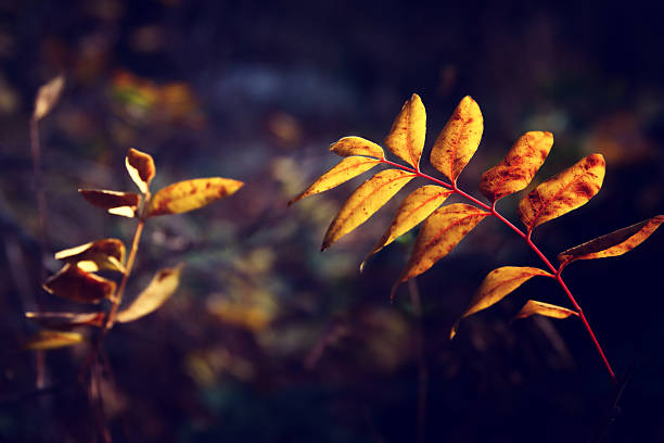 Golden leaves in close up image in the forest