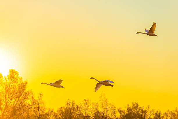 Swans flying in the light of sunrise in springtime, Oostvaardersveld, Almere, Flevoland, The Netherlands, April 4, 2025