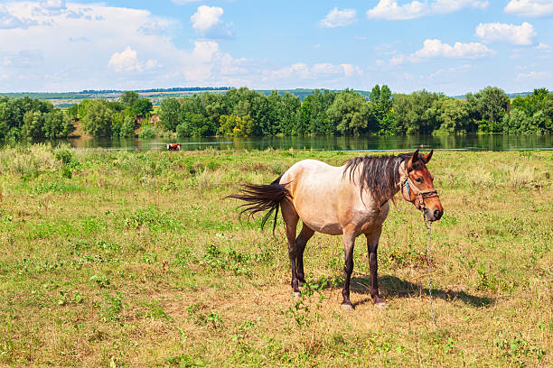 istock Rural scene with a horse standing in a grassy field 2208645679
