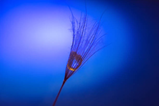 the seed of a dandelion with water drop inside on a dark blue background